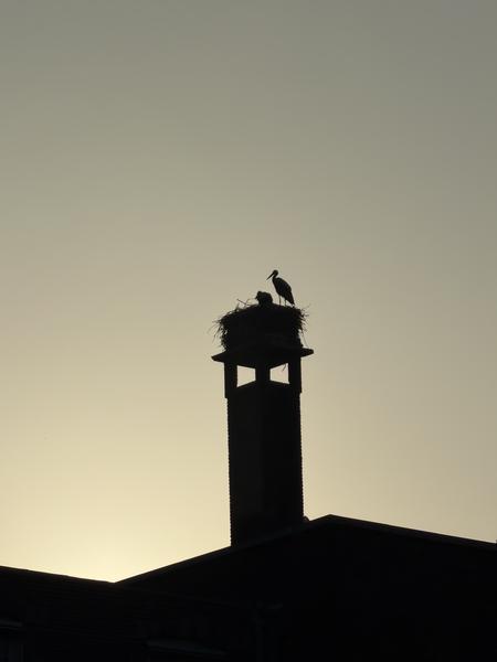 This striking silhouette captures a pair of storks nesting atop a chimney against a soft, glowing sky at Plantage Westermanlaan, Plantage, Amsterdam